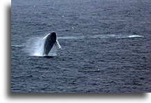 Humpback Whale Breaching::Newfoundland, Canada::