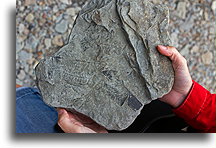 Fossilized Plant Leaves::Joggins, Nova Scotia, Canada::