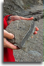 Fossilized Plant Root::Joggins, Nova Scotia, Canada::