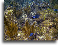 Small Fish::Anguilla, Caribbean::