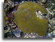 Twardy koral Leptoria::Anguilla, Karaiby::