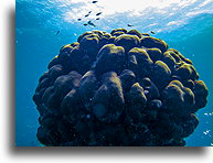 Twardy koral Cyphastrea::Anguilla, Karaiby::