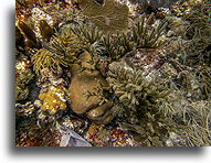 Różne gatunki korala::Anguilla, Karaiby::