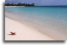 Muszla na piaszczystej plaży::Wyspa Cat, Bahamy::