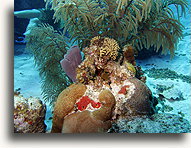 Uszkodzona rafa koralowa #2::Wielki Kajman, Karaiby::