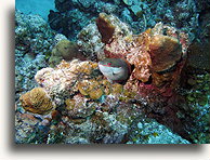 Uszkodzona rafa koralowa #1::Wielki Kajman, Karaiby::