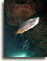 Albula w jaskini::Wielki Kajman, Karaiby::
