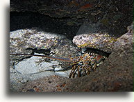 Caribbean Spiny Lobster::Grand Cayman, Caribbean::