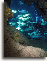 Diver and Bonefish::Grand Cayman, Caribbean::