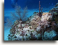 Edens Rock Reef::Grand Cayman, Caribbean::