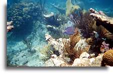 Mała niebieska rybka::Wyspa Culebra, Puerto Rico, Karaiby::
