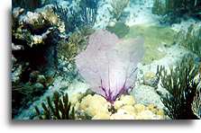 Miękki koral::Wyspa Culebra, Puerto Rico, Karaiby::