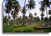 Palmy kokosowe::Wybrzeże Dominikany, Karaiby::