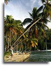 Leaning Palm Trees::St. Lucia, Caribbean::