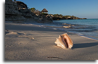 Muszla na plaży::Parrot Cay, Turks i Caicos::