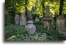 Groby::Nowy cmentarz żydowski w Krakowie, Polska::