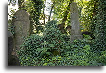 Groby porośnięte zielenią #1::Nowy cmentarz żydowski w Krakowie, Polska::