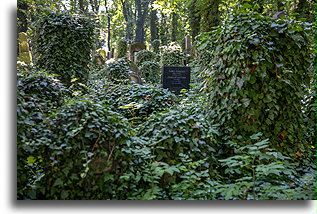 Graves covered with greenery #2::New Jewish Cemetery, Kraków, Poland::