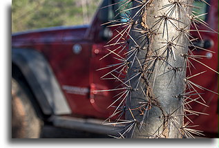 Spines::Guiengola, Mexico::