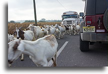 Herd of Goats::San Bernardo, Michoacán, Mexico::