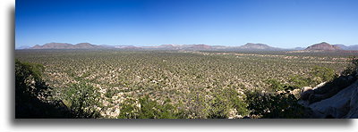 Las kaktusowy::Mesa el Carmen, Kalifornia Dolna, Meksyk::