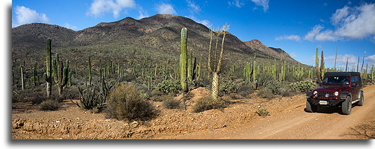 Kaktus kolumnowy znany jako indiański grzebień::Pustynia Kalifornii Dolnej, Meksyk::