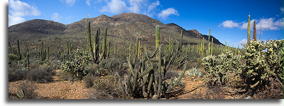 Columnar Cactus::San Borja, Baja California, Mexico::