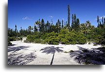 Ile des Pins::Isle of Pines, New Caledonia, South Pacific::