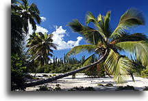 Leaning Palm Tree::Isle of Pines, New Caledonia, South Pacific::