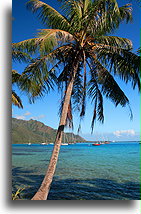 Palm Tree by the Water::Moorea, French Polynesia::