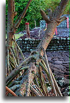 Two Mangrove Trees::Tahiti, French Polynesia::