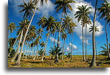 Drzewa palmowe::Fakarava, Tuamotu, Polinezja Francuska::