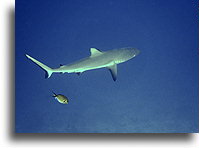Grey Reef Shark in Rangiroa::Tiputa Pass, Rangiroa, French Polynesia::