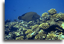 Napoleon Fish::Tiputa Pass, Rangiroa, French Polynesia::