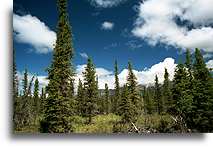 Black Spruce::Alaska, United States::