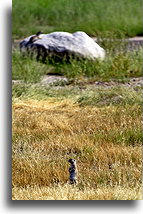 Round-tailed ground squirrel::Catalina, Arizona, USA::