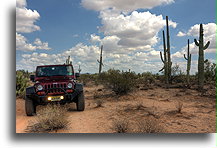 Wśród kaktusów Karnegia olbrzymia::Pustynia Sonora, Arizona, USA::