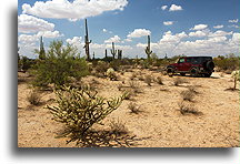 On Sonoran Desert::Sonoran Desert, Arizona, USA::