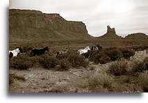 Mustangs::Monument Valley::