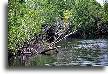 Everglades #1::Everglades, Florida, United States::