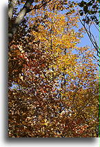 Drzewa w kolorach jesieni::Maryland, Stany Zjednoczone::