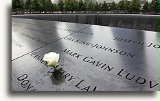 Biała róża #1::Miejsce pamięci 11 września 2001 roku, Nowy Jork, USA<br /> sierpień 2013::