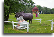 Posągi  byka i krowy::New Vrindaban, Zachodnia Wirginia, USA::