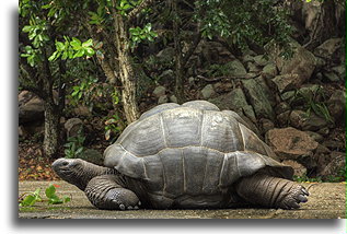 Giant Tortoise::La Digue, Seychelles::