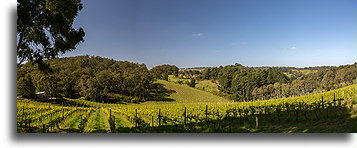 Winnica Mt Lofty Ranges::Adelaide Hills, Australia::