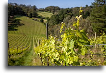 Pinot Noir Vines::Adelaide Hills, Australia::