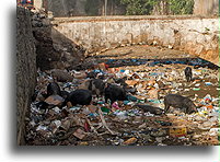 Świnie wyjadające śmieci::Cap-Haïtien, Haiti, Karaiby::