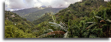 Biodiverse Forest::Blue Mountains, Jamaica::