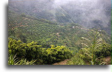 Plantacja kawy pokryta mgłą::Góry Błękitne, Jamajka::