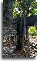 Drzewo wewnątrz domu #2::North Caicos, Turks i Caicos::